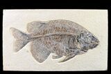 Fossil Fish (Phareodus) - Beautiful Specimen #163414-1